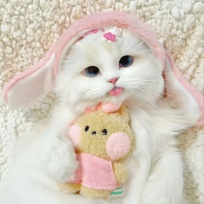 moroccovaughn's profile picture. 白猫PR