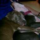 trisha webster - @TrishAnnWebster - Twitter