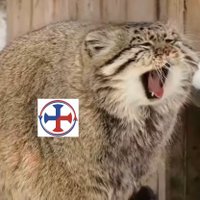 Sr. Gato de Reconquista (@ronaldotung2005) 's Twitter Profile