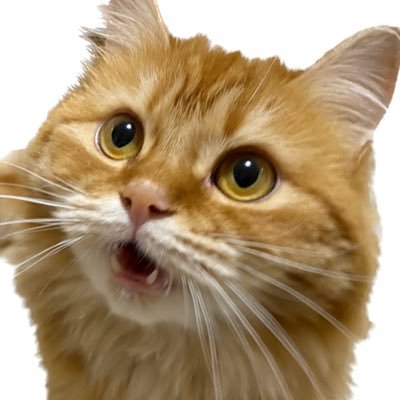 猫と暮らしてます👩‍💼🐈。#旅/#ひとり旅/#電車/#ソロキャンプ/#温泉/#散歩/#晩酌/#猫