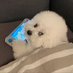 animallovers (@animallove193) Twitter profile photo animallovers (@animallove193) Twitter profile photo