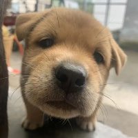 jackychan (@nsrllh1231661) 's Twitter Profile