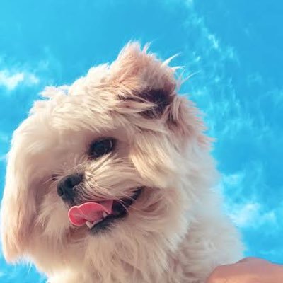 itsashdres_'s profile picture. for ashdres only ♡ stream: https://t.co/6OAoeULTGE