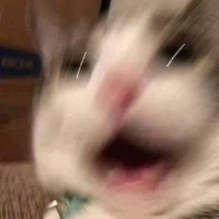 |She/Her|
Rikimaru/One or eight/NU/ Enhypen/ Stray kids=