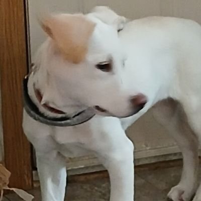 Single parent, grandmother, animal lover (parrots, rescue pup, horses, weimaraner dogs,) involved community service, Angels Blessing the homeless