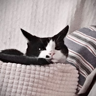 今年17歳のミイさん(3匹目の保護猫)の世話をしています。😃 ミイさんは人の側に居るのが大好き! でも脚腰が悪く、しもがゆるい為オムツ必須状態 🐱そのせいか慢性膀胱炎です。😿 圧迫排尿を始めてから、膀胱炎は大分治ってます。😸 主に老い猫の日常を呟いてます。☺️実はサビ猫が一番好きです。☆猫好きさん歓迎