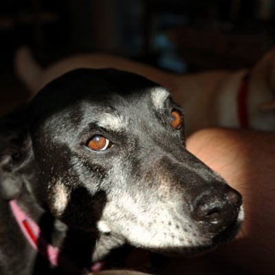 LeftistBatman's profile picture. I’m no liberal, but these hogs have got to go