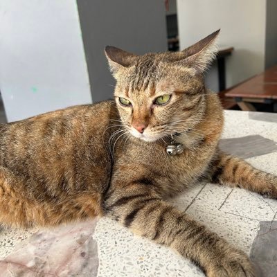WThantaree55823's profile picture. 