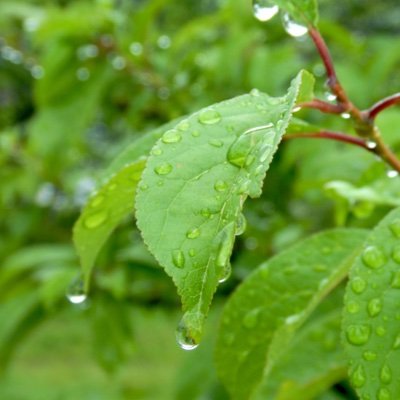 Takushi_Ame's profile picture. 漫画/物語/ファンタジー/手芸。最近プロセカも。ぶつぶつ長文で呟きがち
赤髪の白雪姫のリリアス組を中心に愛する植物学者の端くれ。オリンマリス・フォスティリアスの現代植物学による考察に取組み中 #オリンマリス考察 フォロー付け外し自由。無言フォローすみません(⇈20, おとな)
 画像や写真の無断使用･転用はご遠慮下さい