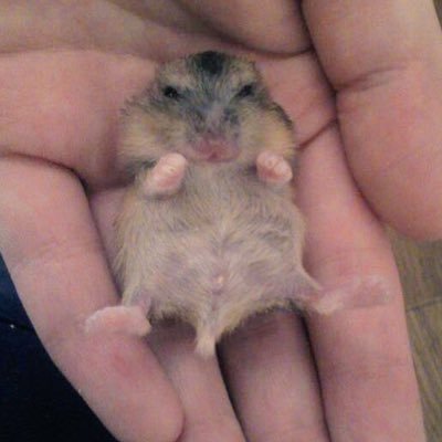 はむさきさんのプロフィール画像