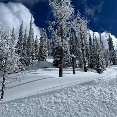 roshkara's profile picture. 