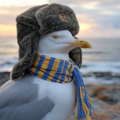Common gull migrated west for TUFC ☀️ Founder of Bosnia Gulls 🇧🇦 Head of Aerial Waste Management