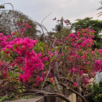 lavhatesyou's profile picture. 19