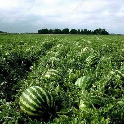 KAREEM2856's profile picture. Farm Enthusiasm