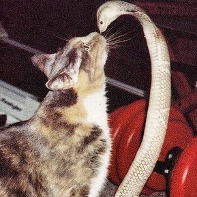 xoxozoizoi's profile picture. main !
moody 20 y/o stoner
sometimes sfw/venty, mostly nsfl/nsfw🔞
minors/atrocious bios=blocked
every character here is age 18+, i spoil to set an example
ifhy