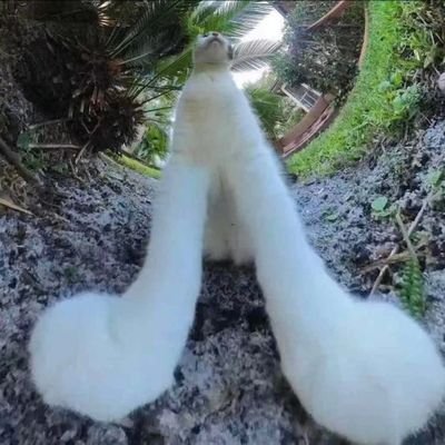 林梢さんのプロフィール画像
