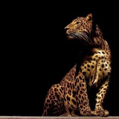 Preshsav1's profile picture. Digital marketer