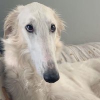 halo ☆ borzoi of bpdtwt (@maybe4halos) 's Twitter Profile Photo halo ☆ borzoi of bpdtwt (@maybe4halos) 's Twitter Profile Photo