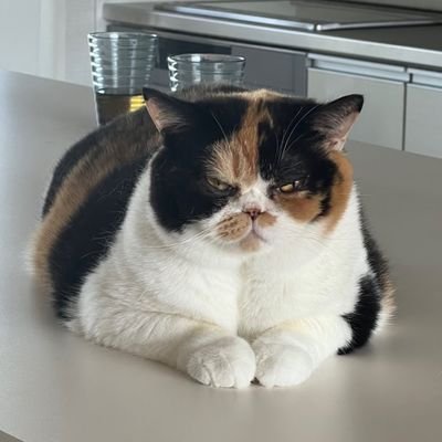 SamThompso17787's profile picture. 正しく生き、正しく守り、正しく行動して、世界を幸せな場所にしましょう。私は日本を愛しています。カナダのモントリオールから応援しています🇯🇵🇨🇦