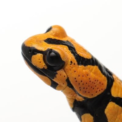 hynobius_shin's profile picture. 有尾と古生物とイヌ