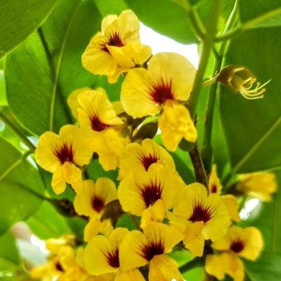 naudigitau's profile picture. negatio mortis