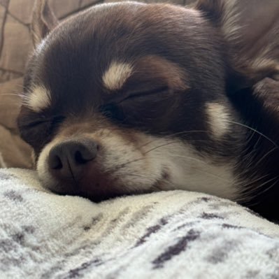 sukesanlol's profile picture. 免許更新行って、ICチップに名前登録されたの確認したら「スケコ」ってなってたのがきっかけ
