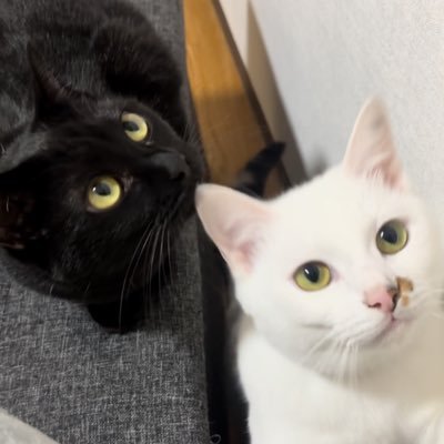 haru_kaffee's profile picture. 