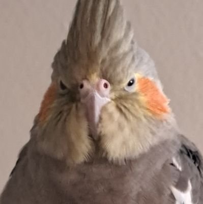 ~18+~ NO MINORS
Pretending to know how to draw
patreon
https://t.co/JAyr4lYs87
All characters drawn are 18+ regardless of canon media depiction.