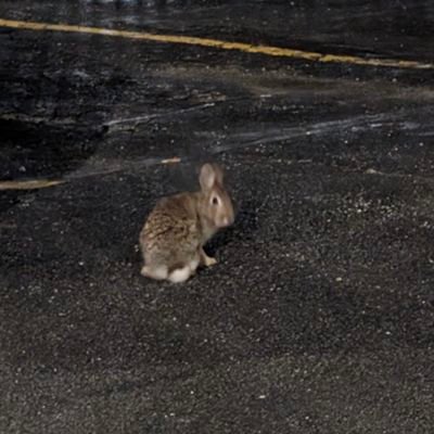 datachapel's profile picture. pallid, sick, dying.                                            
can see extra colors u cant. 
indocterinated by big hopes and dreams.