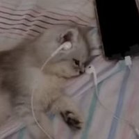 sherm (@2shermis) 's Twitter Profile