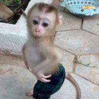 さえずり (@con_m10921789) 's Twitter Profile Photo