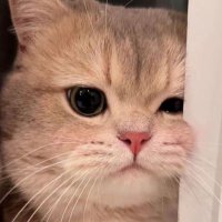 ducky (@imduckychan) 's Twitter Profile