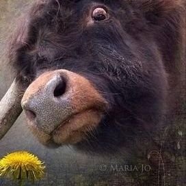 🐮👉 🕓(R)Offical 𐱅𐰇𐰼𐰰
Bu Hesap İRONİ İçerir 🐮Siyasi İslamcılar hariç Müslüman,Deist,Ateist ekleyebilir.01-03-2020 İtibariyle Partisiz Kemalist