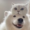 vitxminsea's profile picture. ⭐️🦖🚗 / 🐯🐶