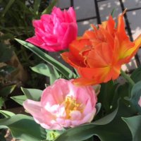 たか (@takahime610) 's Twitter Profile