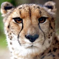 寵愛のジャガー🥞🪈 (@tigercheetah09) 's Twitter Profile Photo 寵愛のジャガー🥞🪈 (@tigercheetah09) 's Twitter Profile Photo
