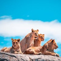 AML Travel and Tours (@amltraveltz) 's Twitter Profile