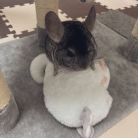 チンチラのぷぅくんꕤ︎︎·͜· (@kotomi_rabbit) 's Twitter Profile