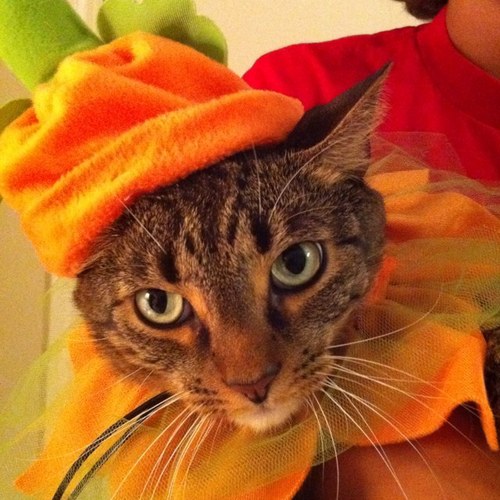 dillberg's profile picture. 