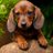 Dachshund__Love's profile image