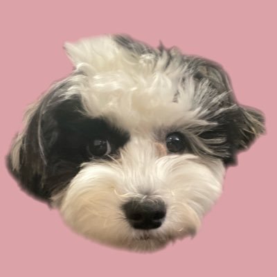 mono_inu_desu's profile picture. ちょいと大きめマルプー ♀︎ / 2024.5.29生まれ / 飼い主初心者🔰 / 無言フォローすみません🙇🏻‍♀️