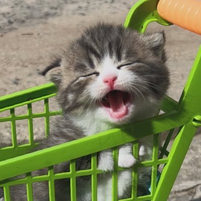 fanrhma's profile picture. akun misuh misuh