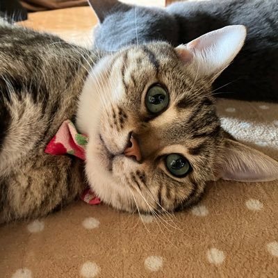 makingcat55's profile picture. 猫2匹に癒され、暮らしています。自然や空の景色も好きですね。平和な世界が、早く来ますように🍀* DM返信出来ません 🙇‍♀️