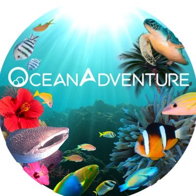 5oceanadventure's profile picture. 沖縄のダイビングショップ✨沖縄から水中映像をお届け【１番人気】世界最大の魚類ジンベエザメに会える体験ダイビングやシュノーケリング、ファンダイビング、ライセンス講習も開催中。青の洞窟、水納島や瀬底島の離島ツアー✨お1人様のご予約も多数🐟魅力沢山の海中世界へご案内します！