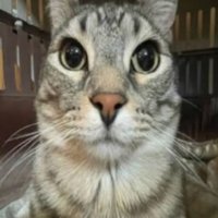 TryingToFindAGoodUsername (@okbhaicool) 's Twitter Profile