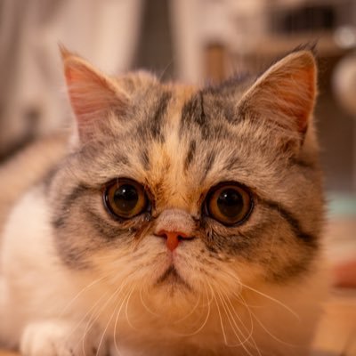 400X&スーパーカブ110に乗って気ままに走ってる様子のおかしいおっさん。たまにキャンプと釣りとプラモデルしてのループ。カメラもやってるけど下手っぴ。フォローすると何かいいことあるかも…?(たぶんない)フォローも失礼します😌