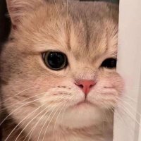 ♡ 𝙀𝙮𝙚𝙨𝙝𝙮𝙠𝙞𝙢 ✨ ft คลั่งรักพิ้เกรท 🐶 (@eyeshykim) 's Twitter Profile Photo ♡ 𝙀𝙮𝙚𝙨𝙝𝙮𝙠𝙞𝙢 ✨ ft คลั่งรักพิ้เกรท 🐶 (@eyeshykim) 's Twitter Profile Photo