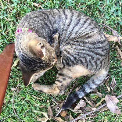 86_finance's profile picture. お勉強に精を出すGAFAMのFinance Manager。CFA L2をマイペースに勉強中。これまで働きながらIELTS 8.0, MSc Finance, USCPA, USCMA, FMVA, FPAC, CFA L1など。