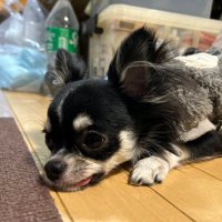 しょう (@syoukutikusa) Twitter profile photo