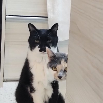 ﾓﾓﾉｹさんのプロフィール画像